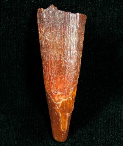 Large Inch Pterosaur Tooth - Morocco #7184